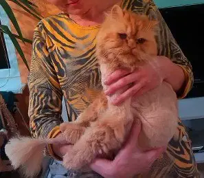 Найдена кошка в Кобрине — Левка хочет быть любимым!