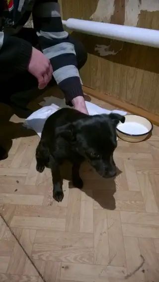 Найдена собака в Кобрине — фото объявления