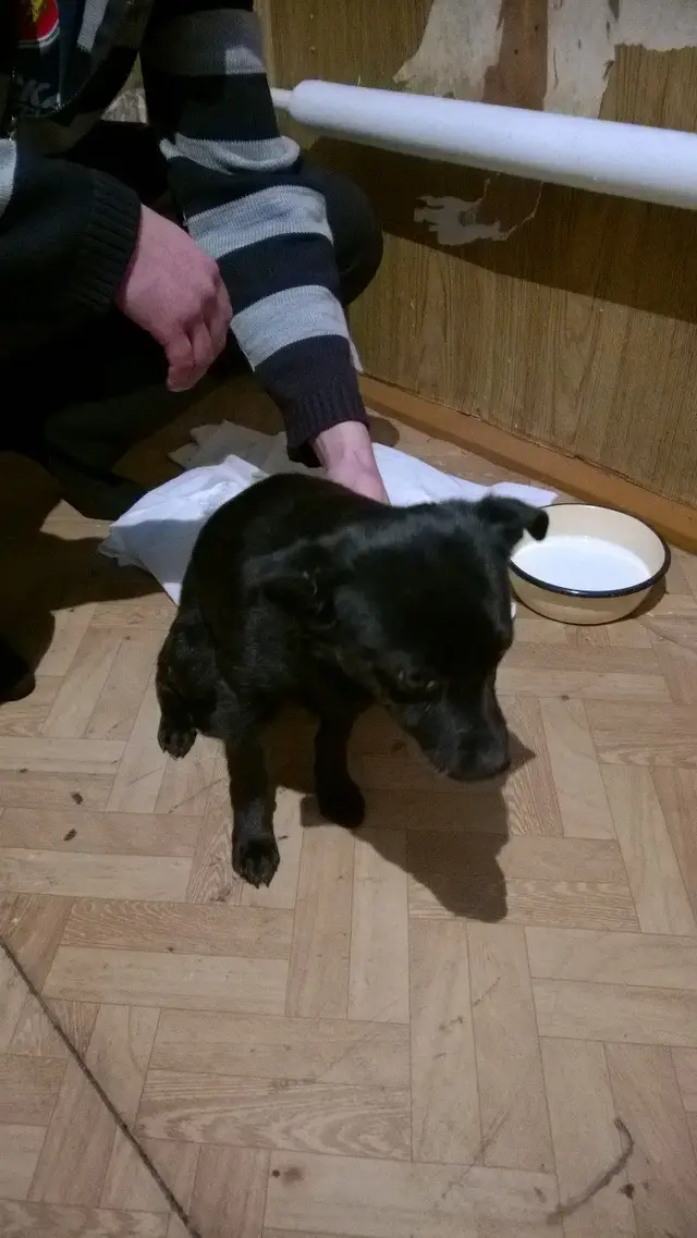 Найдена собака в Кобрине — фото объявления