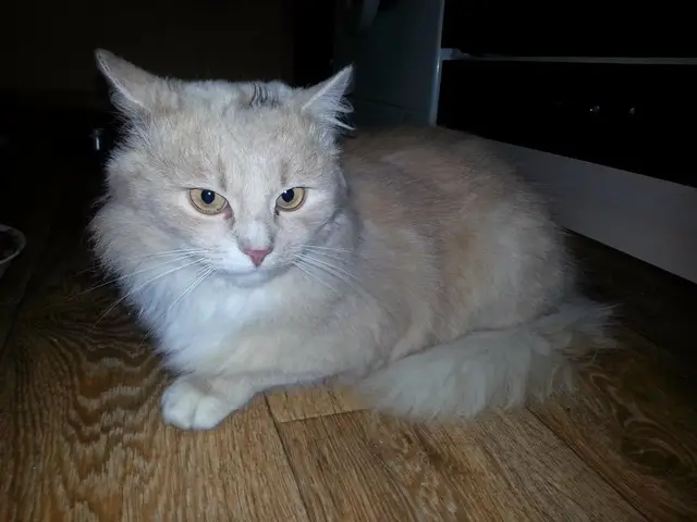 Найдена кошка в Кобрине — Кобрин. Найден красивенный котище! Персиковый пушистый красавец, очень чистый и ухоженный, большой…