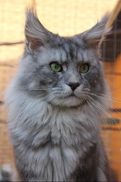 Пропала кошка в Кобрине — Кобрин. Помогите найти кота! Взрослый кот (не кастрирован) потерялся на ул. Сельская (район гаражного…