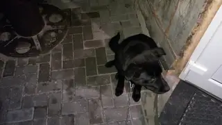 Найдена собака в Кобрине — Внимание, д.Борисово!01.01.17 около 01.00 найдена собака чёрного окраса, похожа на породу лабрадор…