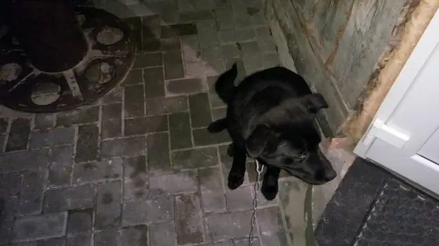 Найдена собака в Кобрине — Внимание, д.Борисово!01.01.17 около 01.00 найдена собака чёрного окраса, похожа на породу лабрадор…