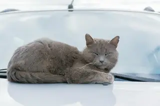 Найдена кошка в Кобрине — В д.Рыбна прибился еще один кот. Пепельный, похож на британца. Возраст около 2 лет. Спокойный, с…
