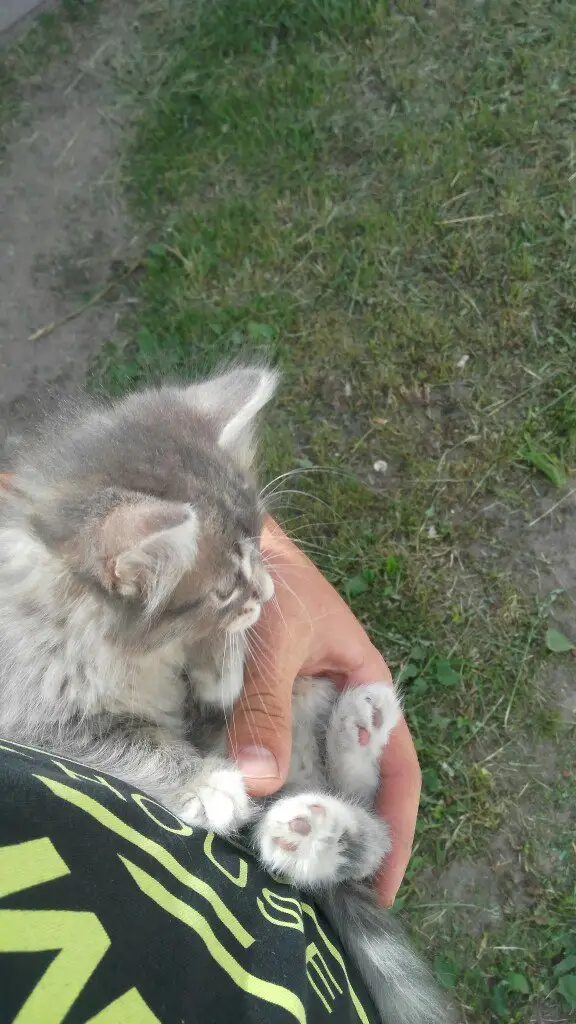 Найдена кошка в Кобрине — Может кто потерял красивого котёнка или кому нужен возле немиги повельен Светлана