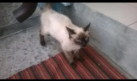 Найдена кошка в Кобрине — Сиамская кошечка ищет хозяев!