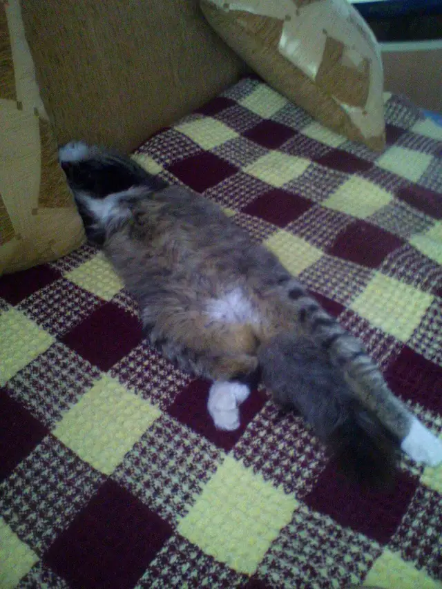 Найдена кошка в Кобрине — Кобрин. В районе пос. Фруктового, потерян кот, мальчик. Кто видел его или нашел, или что-то знает о…