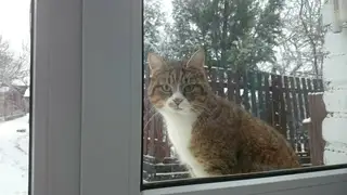 Найдена кошка в Кобрине — Добрый день!