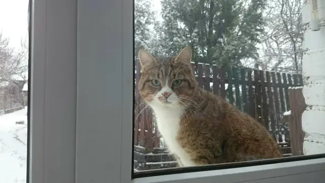 Найдена кошка в Кобрине — Добрый день!
