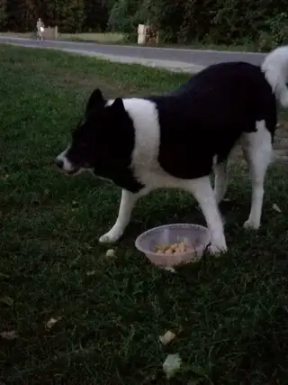 Найдена собака в Кобрине — ИЩЕМ ХОЗЯИНА ПСА 🐕