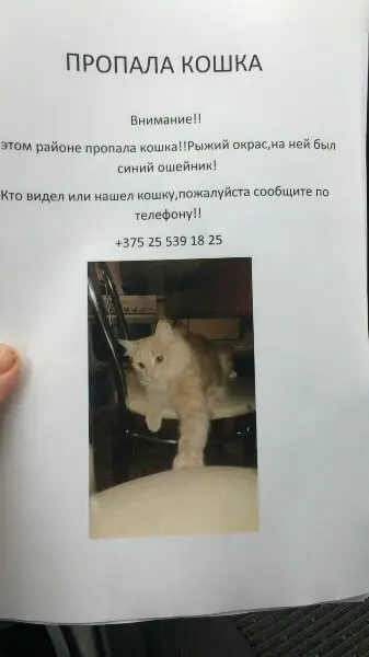 Найдена кошка в Кобрине — фото объявления