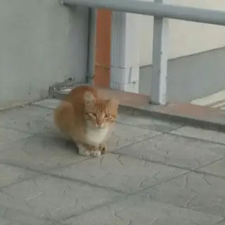 Найдена кошка в Кобрине — Минск #Каменная горка #потеряшка кто потерял котика? Ищем старых/новых хозяев .Подробности в личку.