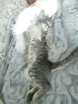 Пропала кошка в Кобрине — Помогите, пожалуйста, найти нашего котика❤🐈