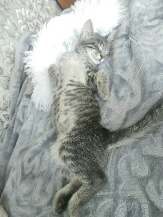 Пропала кошка в Кобрине — Помогите, пожалуйста, найти нашего котика❤🐈