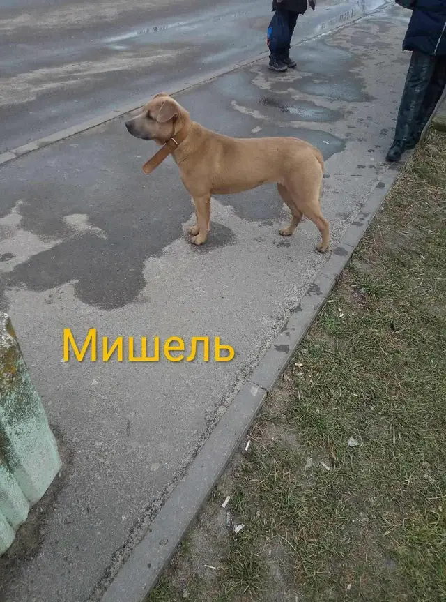 Пропала собака в Кобрине — Кобрин.🆘🆘🆘