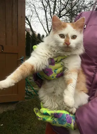 Найдена кошка в Кобрине — Прибилась кошка ( район д. Мазури) Видно, что ухоженная, может кто-то потерял своего любимого питомца…