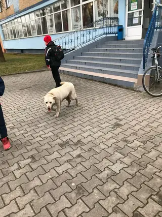 Найдена собака в Кобрине — фото объявления