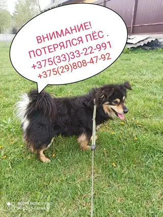 Найдена собака в Кобрине — Кобрин.12.05.20