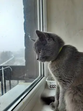 Пропала кошка в Кобрине — фото объявления