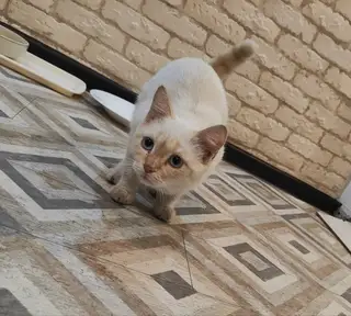 Найдена кошка в Кобрине — добрый день! прибился котик-явно домашний!мальчик,возраст-до…