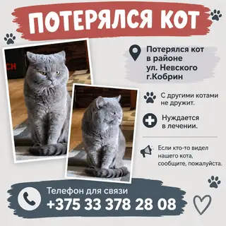 Пропала кошка в Кобрине — фото объявления