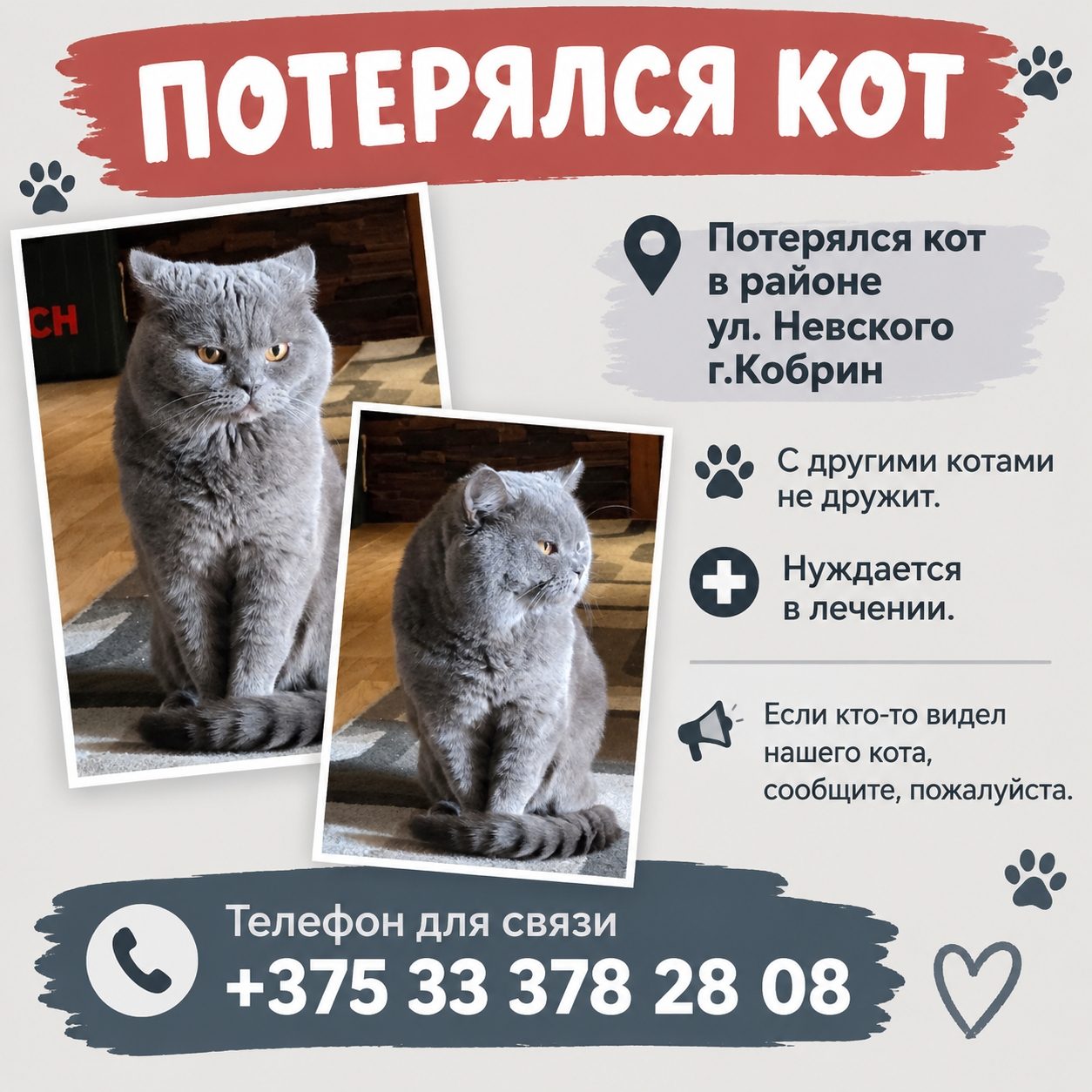 Пропала кошка в Кобрине — фото объявления