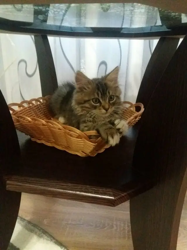 Пропала кошка в Кобрине — ВНИМАНИЕ!