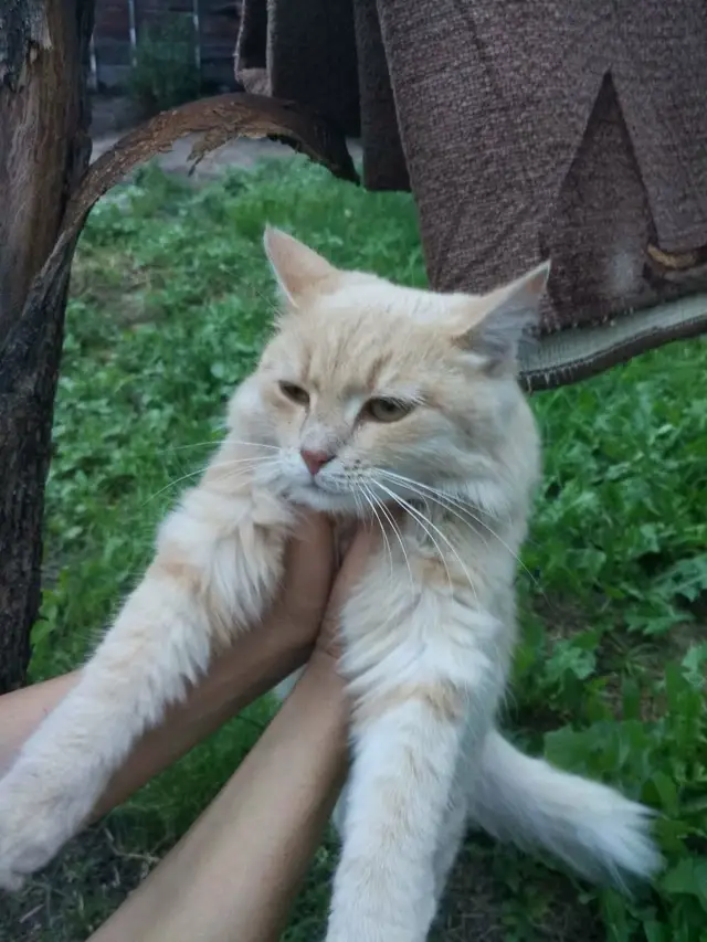 Найдена кошка в Кобрине — Здравствуйте, около 1,5 мес назад, в районе ул.Звездная (долина смерти) появилась кошка с красным…