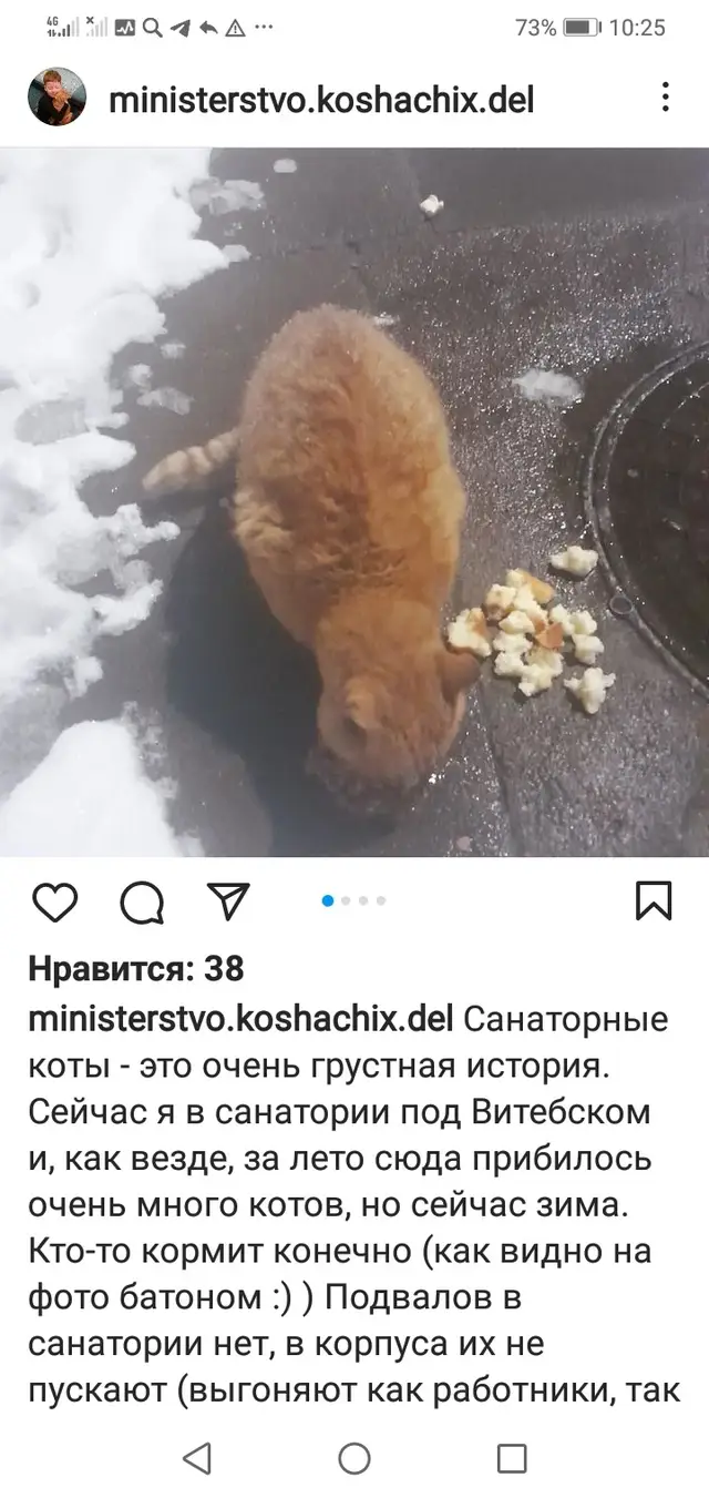 Найдена кошка в Витебске — Санаторий ЛЕТЦЫ, находится в 16 км от Витебска.