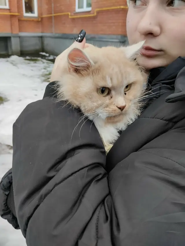 Найдена кошка в Витебске — Здравствуйте, найдена кошка.29.12 на московском 89, амбулатория.В билево.Кошка…