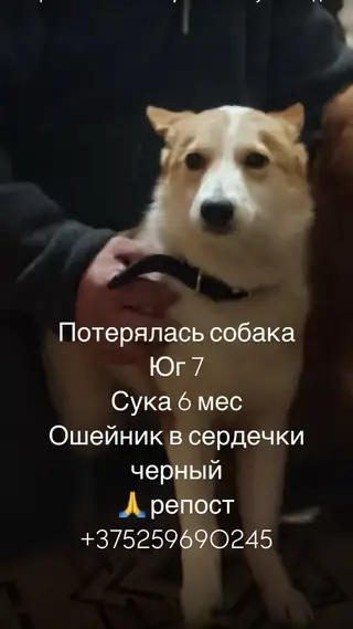 Найдена собака в Витебске — Помогаем информационно! Собака найдена!!! Пост скоро будет удален!