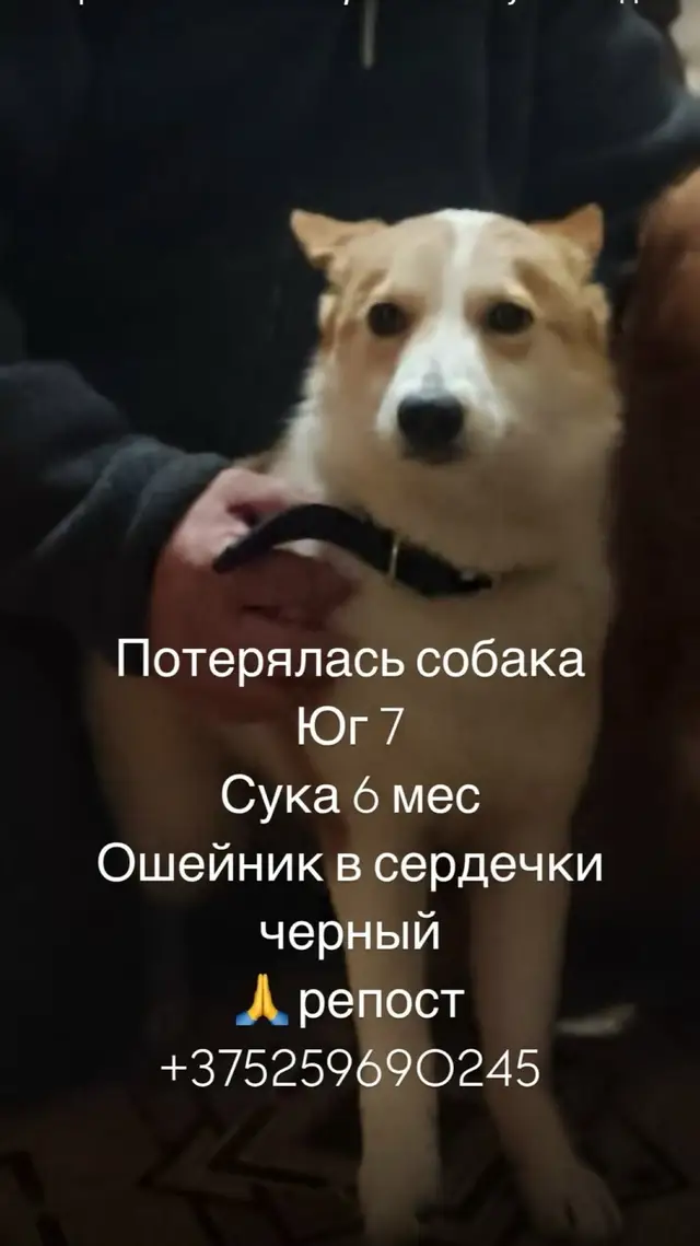 Найдена собака в Витебске — Помогаем информационно! Собака найдена!!! Пост скоро будет удален!