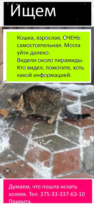 Найдена кошка в Витебске — фото объявления