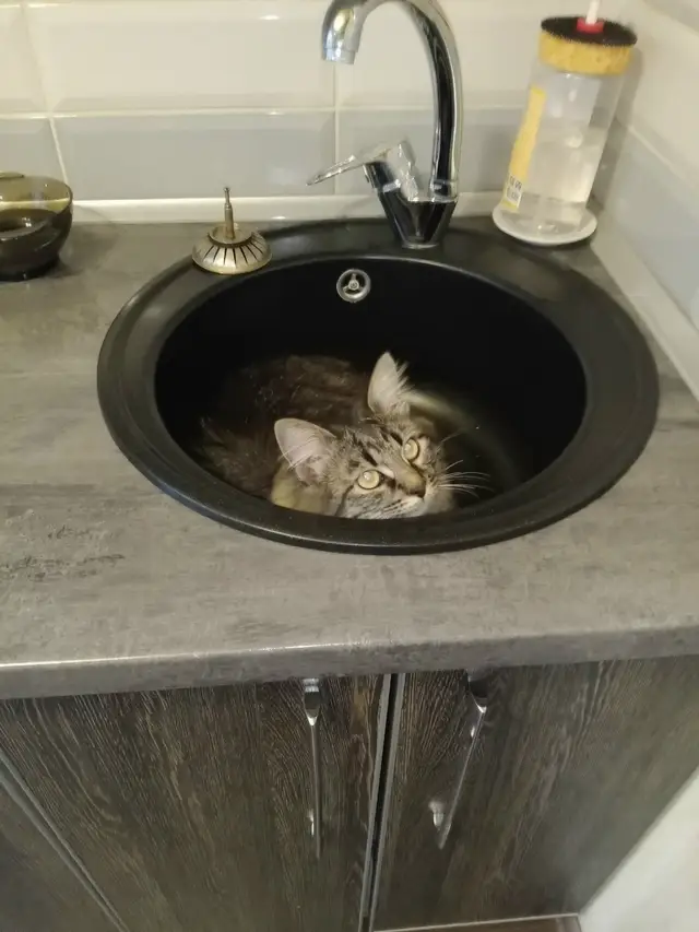 Найдена кошка в Витебске — фото объявления