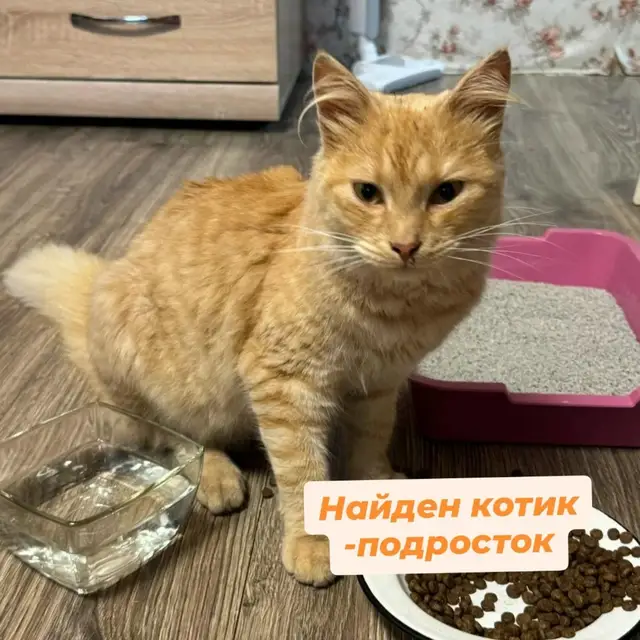 Найдена кошка в Витебске — ПОМОГАЕМ ИНФОРМАЦИОННО