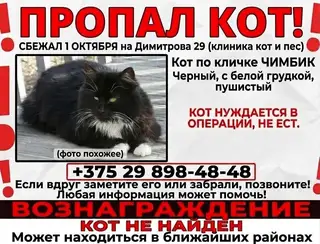 Найденная кошка в Витебске: ВИТЕБСК !!! Я ВЕРЮ В ДОБРЫХ ЛЮДЕЙ И СИЛУ СОЦСЕТЕЙ! кот по прежнему не найден (((здания ,подвалы прочесываем… Найдена кошка в Витебске — ВИТЕБСК !!! Я ВЕРЮ В ДОБРЫХ ЛЮДЕЙ И СИЛУ СОЦСЕТЕЙ! кот по прежнему не найден (((здания ,подвалы…