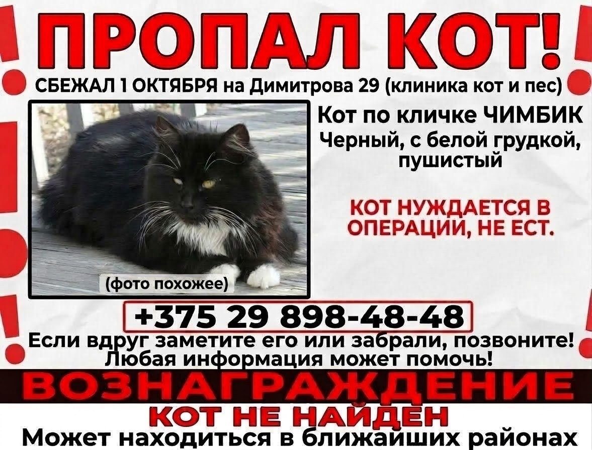 НАЙДЕНА КОШКА — Витебск
