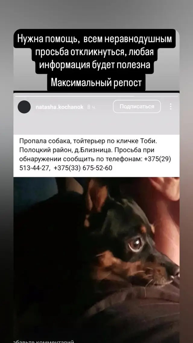Пропала собака в Полоцке — фото объявления