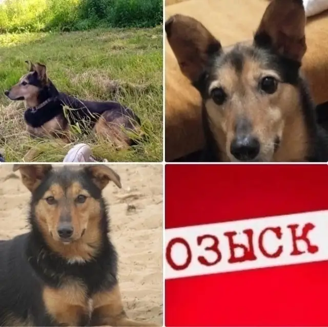 Пропала собака в Полоцке — Не теряем надежды найти!