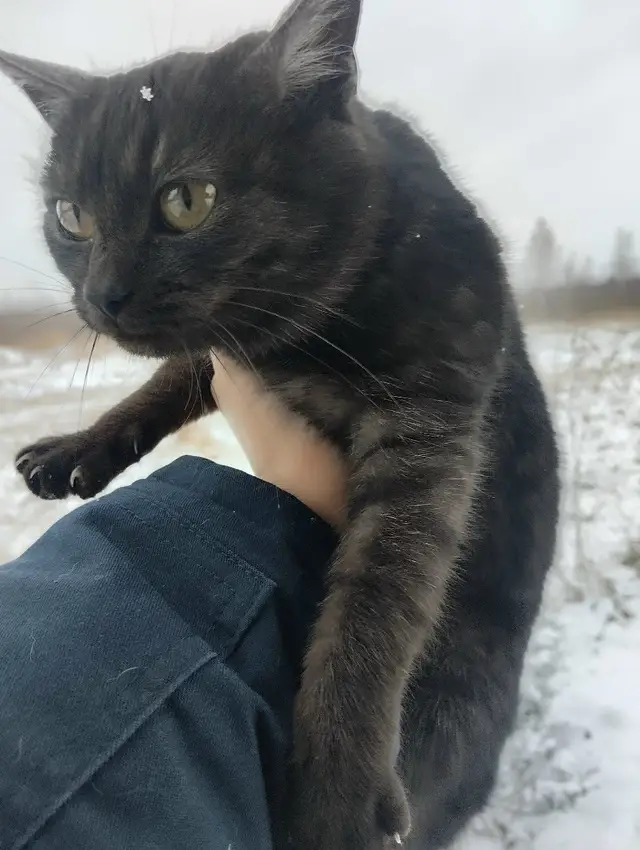 Найдена кошка в Полоцке — Добрый день, на дачах прибился котенок-девочка в черно-серебристой шубке, может кому-нибудь…