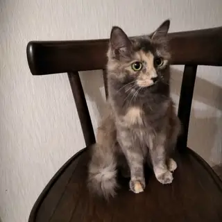 Найдена кошка в Полоцке — Находка*
