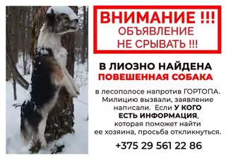Найдена собака в Полоцке — ВНИМАНИЕ !!! Прошу максимального репоста и распространения информации. Нужно обязательно найти…