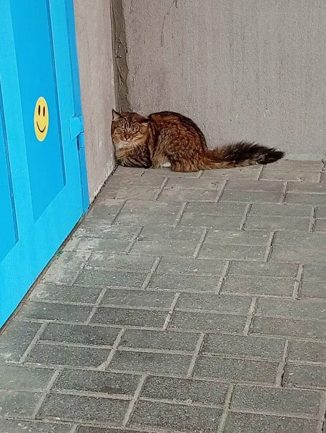 Пропала кошка в Полоцке — Доброе утро. Минск, Ленинский район, Авроровская. Со вчерашнего дня появился котик. Явно домашний…