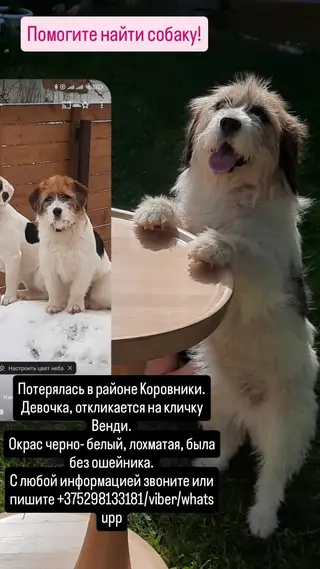 Пропала собака в Полоцке — Потеря*