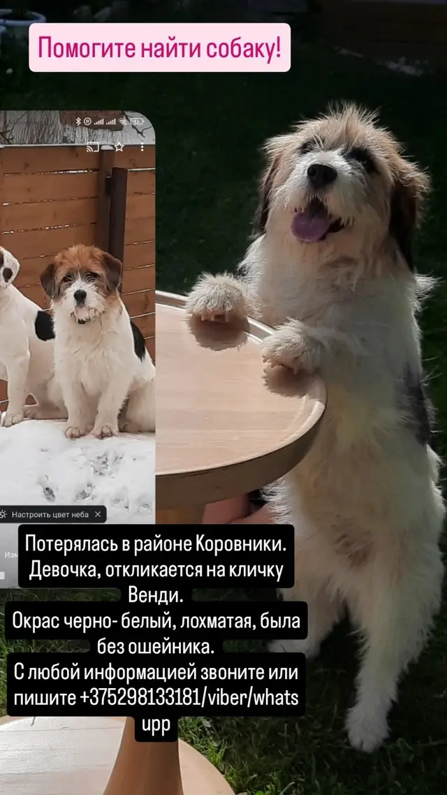 Пропала собака в Полоцке — Потеря*