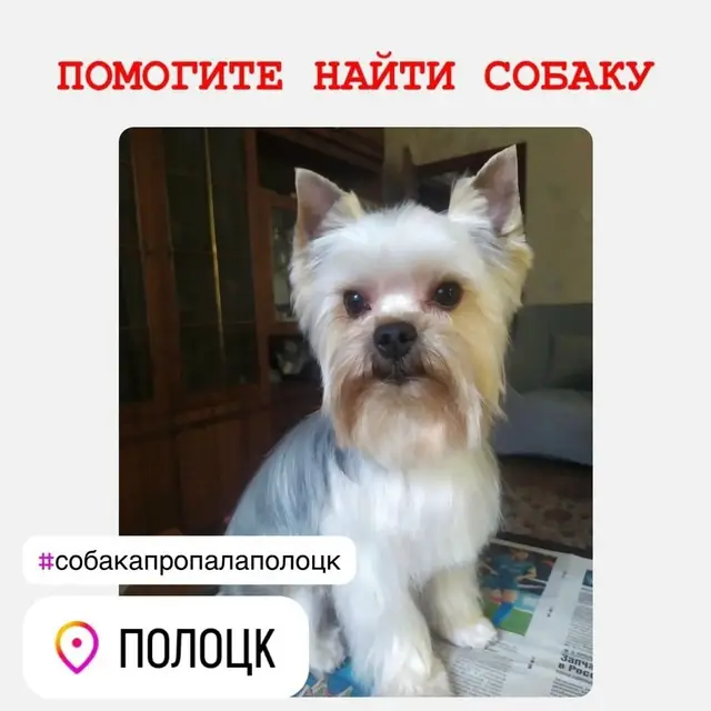 Пропала собака в Полоцке — СОБАКА ДОМА!!!