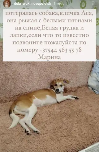 Пропала собака в Полоцке — г.Новополоц,потерялась вчера в районе подкастельцев в вечернее время,собаке 8 месяцев,была без…