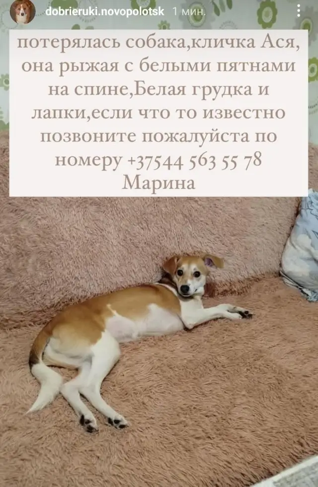 Пропала собака в Полоцке — г.Новополоц,потерялась вчера в районе подкастельцев в вечернее время,собаке 8 месяцев,была без…