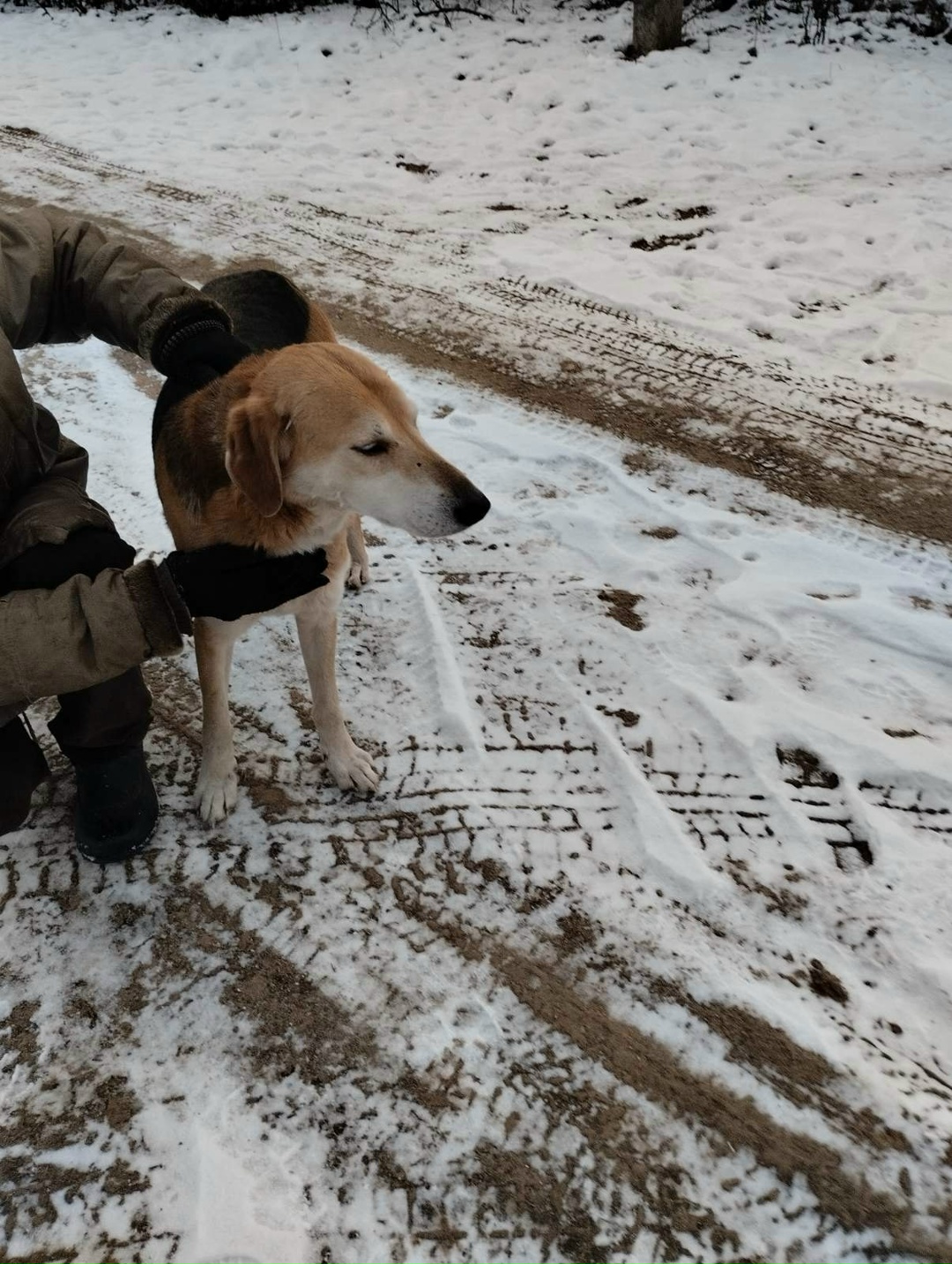 Найдена собака в Полоцке — В деревню Тросница, ул. Средняя, д. 9 пришла собака, дня 3 назад, ласковая, мальчик. Кто потерял…