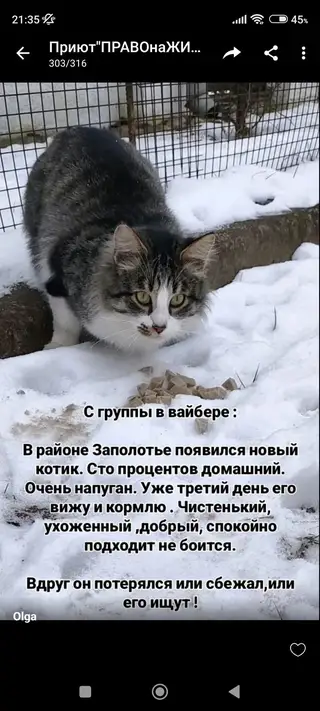 Найдена кошка в Полоцке — фото объявления